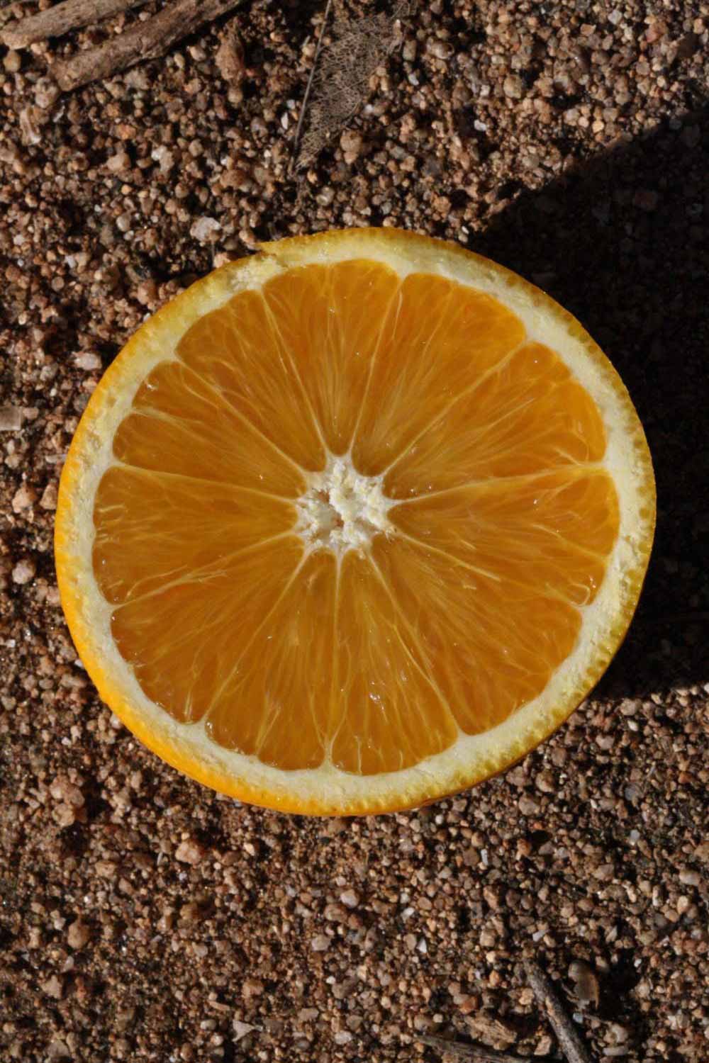            Fruit cross-section (Riverside, CA)   